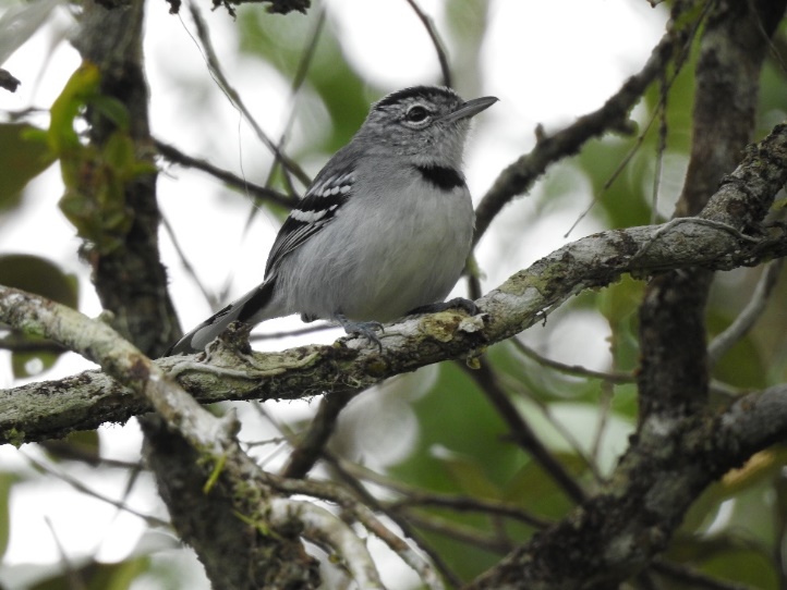 Figura 2: Foto da espécie destaque na área Chorozinho-de-papo-preto (Herpsilochmus pectoralis)