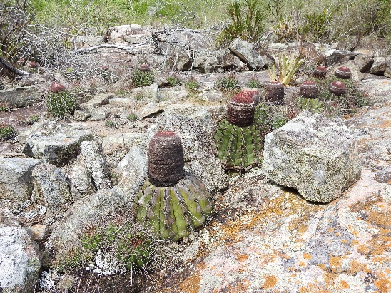 Figura 3: predominância do Bioma Caatinga