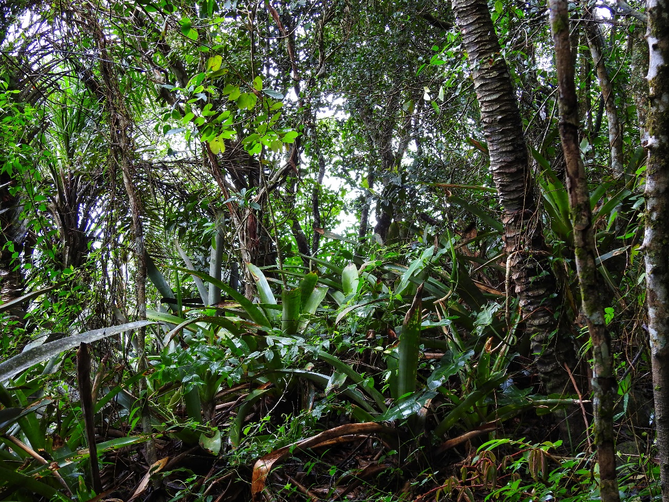 Figura 4: Predominância do Bioma Mata Atlântica